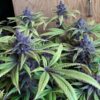 Pakistan Chitral Kush Feminizovaná – Breeders Pack