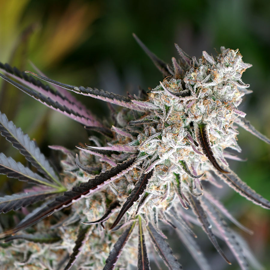 Peanut Butter Breath FAST Feminizovaná