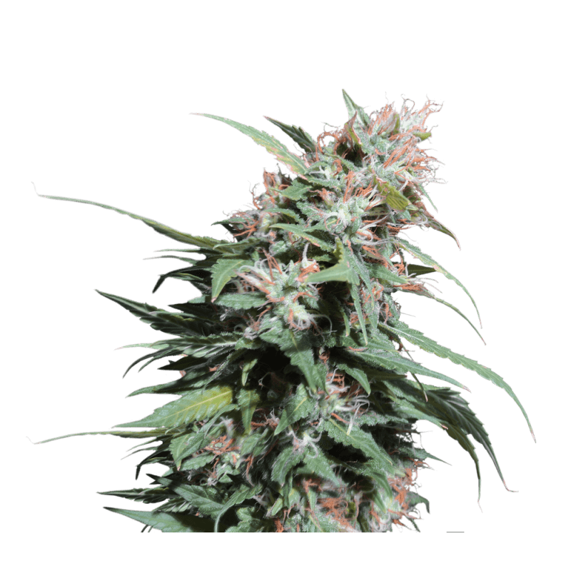 Pineapple Poison Feminizovaná