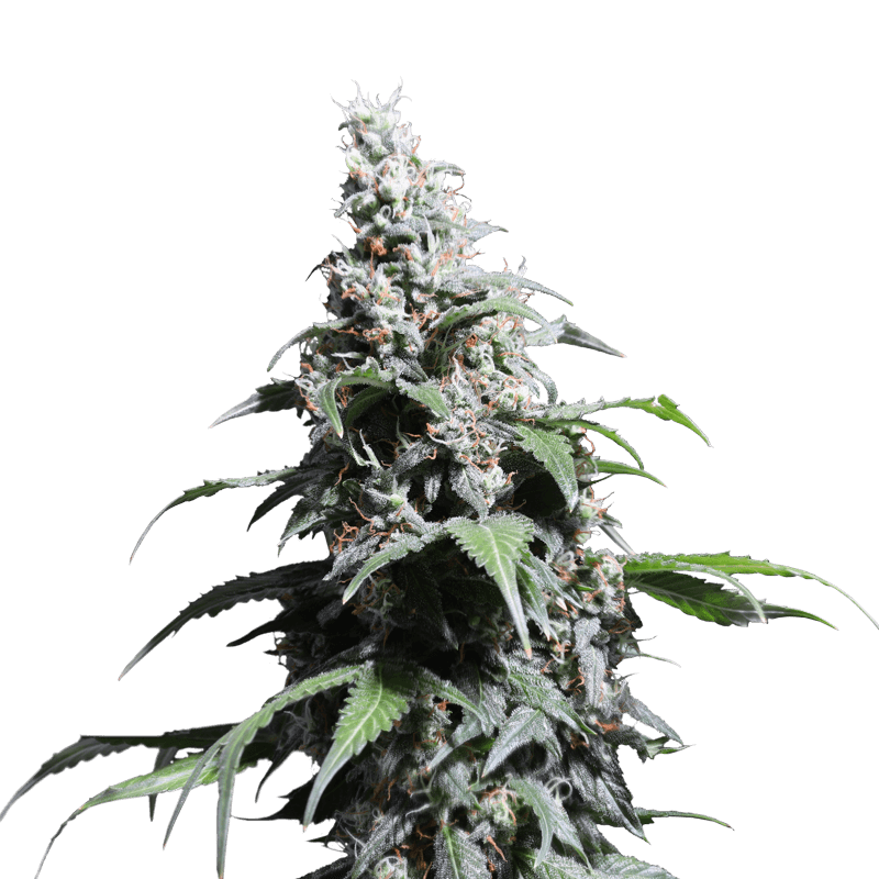 Pineapple Poison Feminizovaná