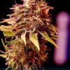 Caramel Ice CBD Express Auto Feminizovaná