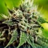 Critical #47 Express Auto Feminizovaná