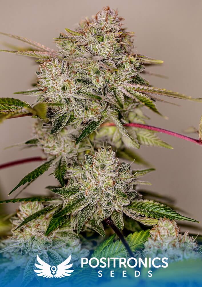 Sticky Dream Feminizovaná