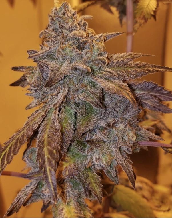 Purple #40 Feminizovaná