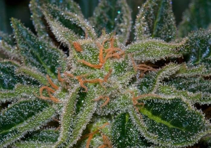 Skunk XXX Regulérní