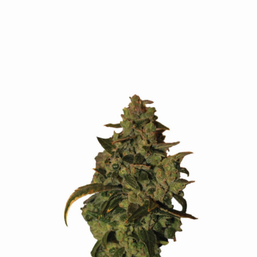 Somango XXL Auto Feminizovaná