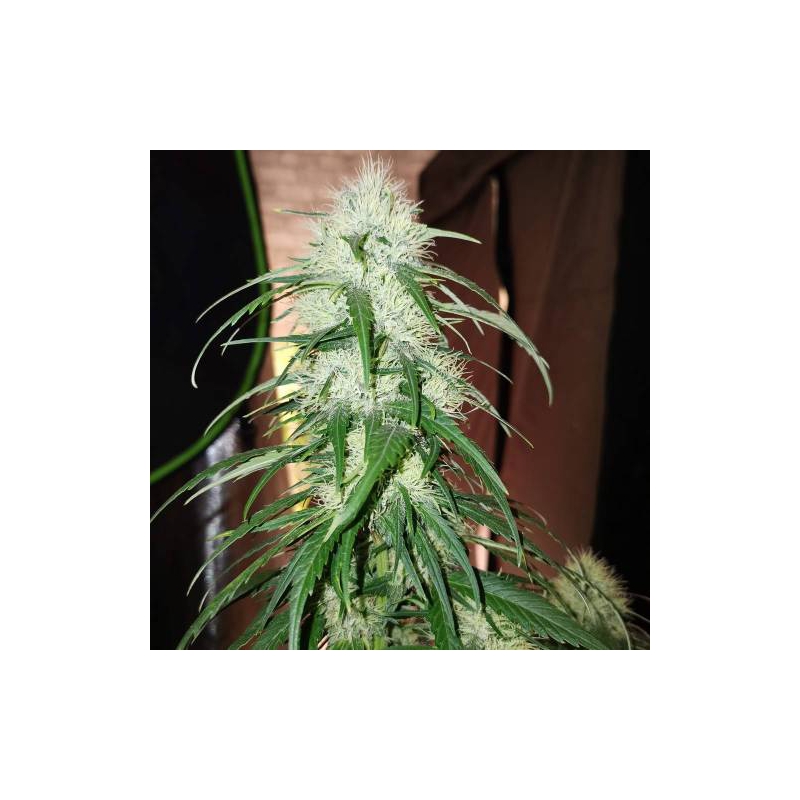 sssc-tnt-fem-g_2_ TNT Trichome Feminizovaná