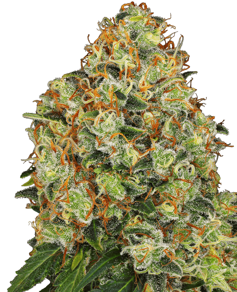 Sweet Tangerine Tango Auto Feminizovaná