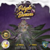Purple Banana Cream Feminizovaná +1 FREE Seed