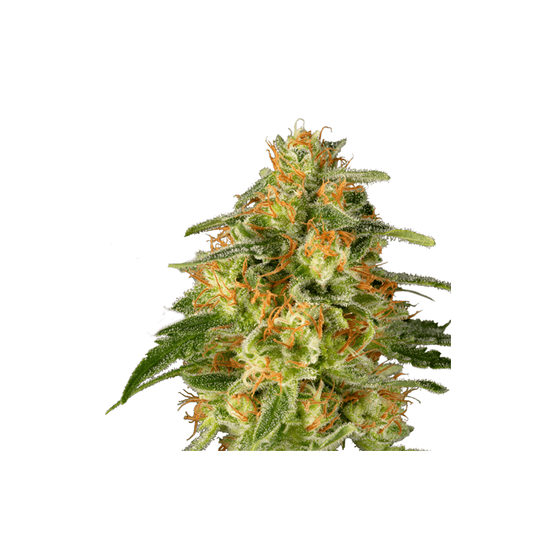 TNT Trichome Feminizovaná TNT Trichome Feminizovaná