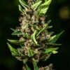 Tropicana Cookies Auto Feminizovaná