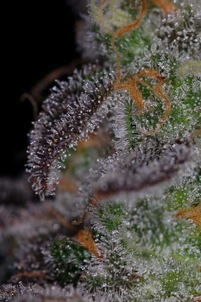 tw_4_small Timewreck Regulérní