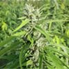 Green Dream CBG