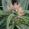 Pink Queen CBD