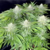 Ambrosia CBG