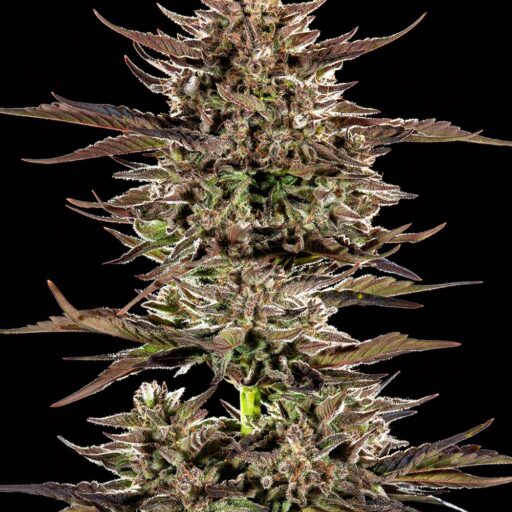 Frosted Zinn x 3 Bears OG Auto Feminizovaná