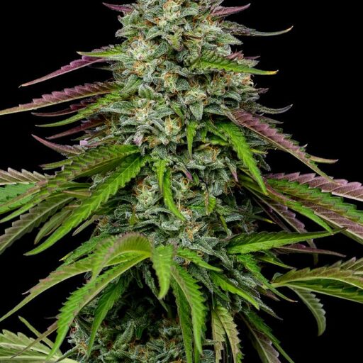 Garlic Budder Auto Feminizovaná