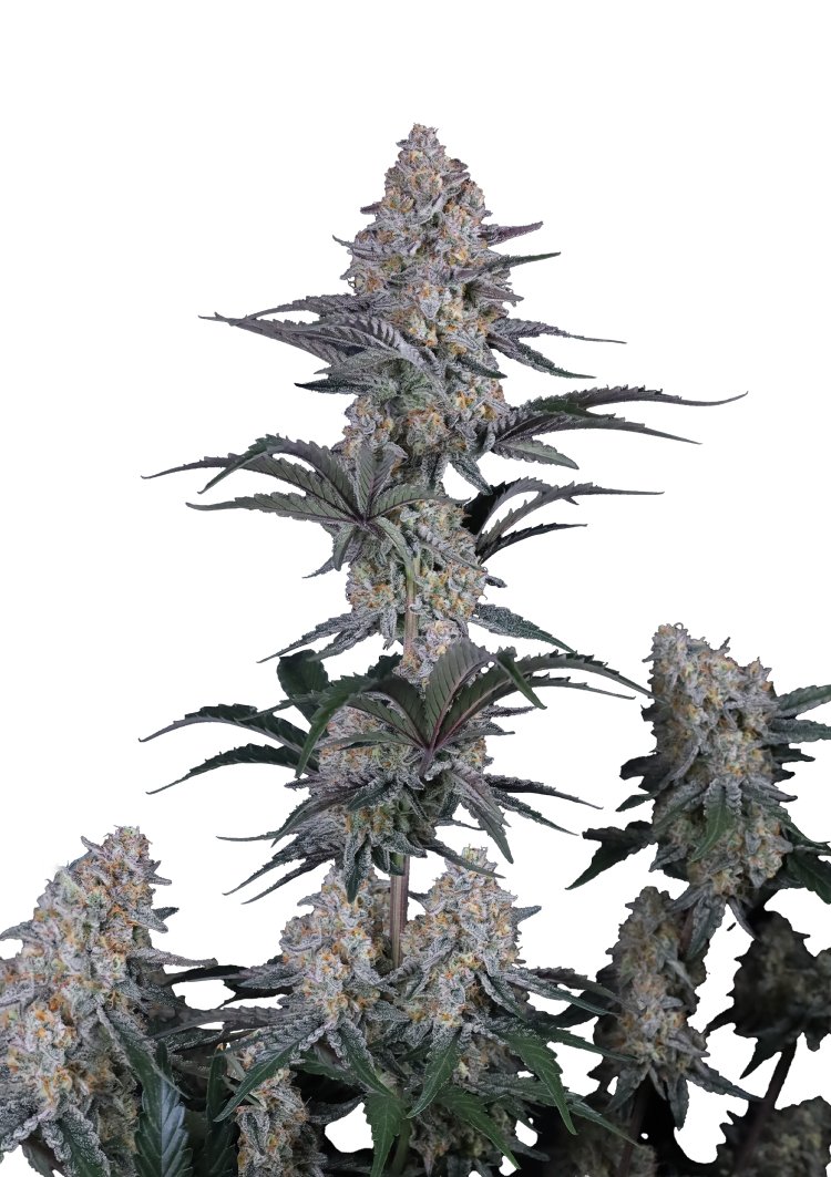 Guava Sundae Auto Feminizovaná