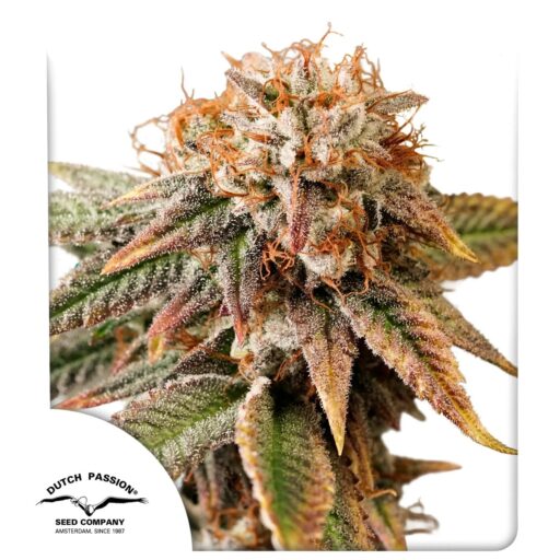 Kingston Punch Auto Feminizovaná