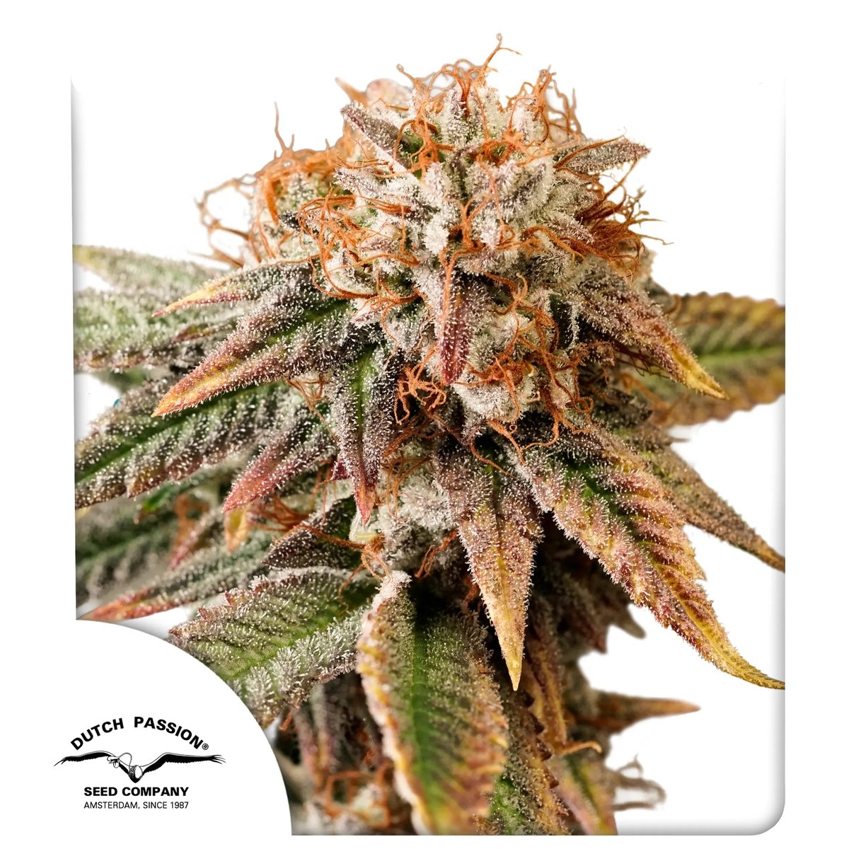 Kingston Punch Auto Feminizovaná
