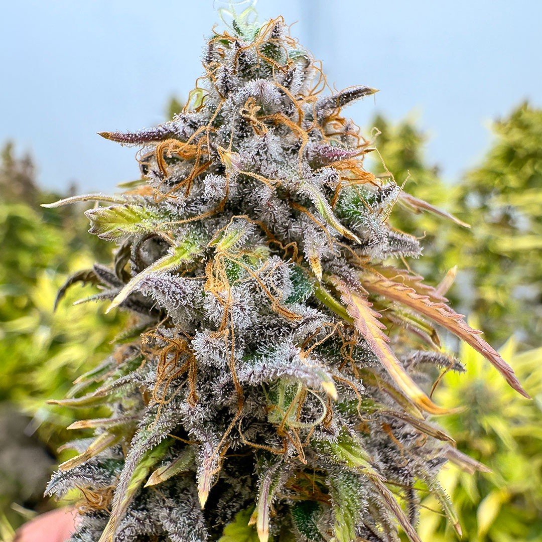 Kingston Punch Auto Feminizovaná