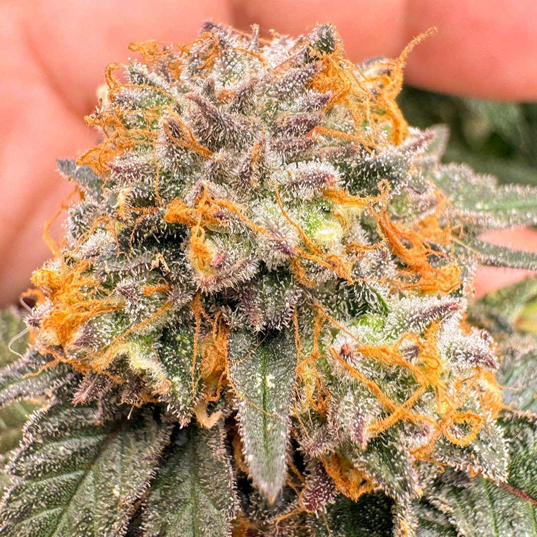 Kingston Punch Auto Feminizovaná