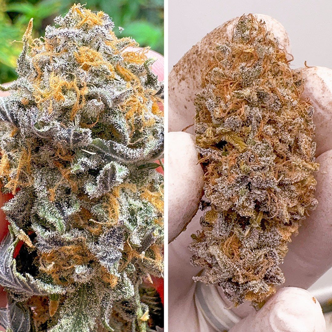 Kingston Punch Auto Feminizovaná