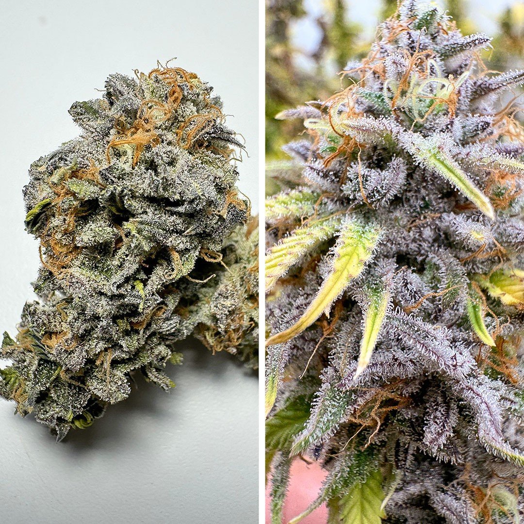 Kingston Punch Auto Feminizovaná