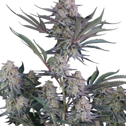 Lemon Tree Auto Feminizovaná