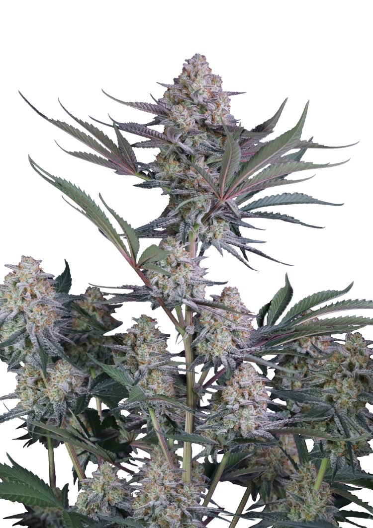 Lemon Tree Auto Feminizovaná