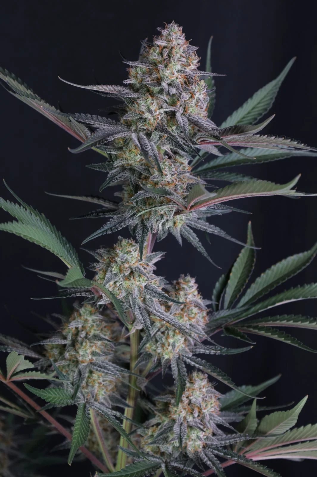 Lemon Tree Auto Feminizovaná
