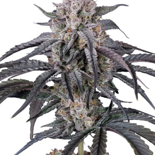 Mango Frost Auto Feminizovaná