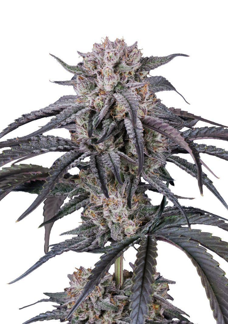 Mango Frost Auto Feminizovaná