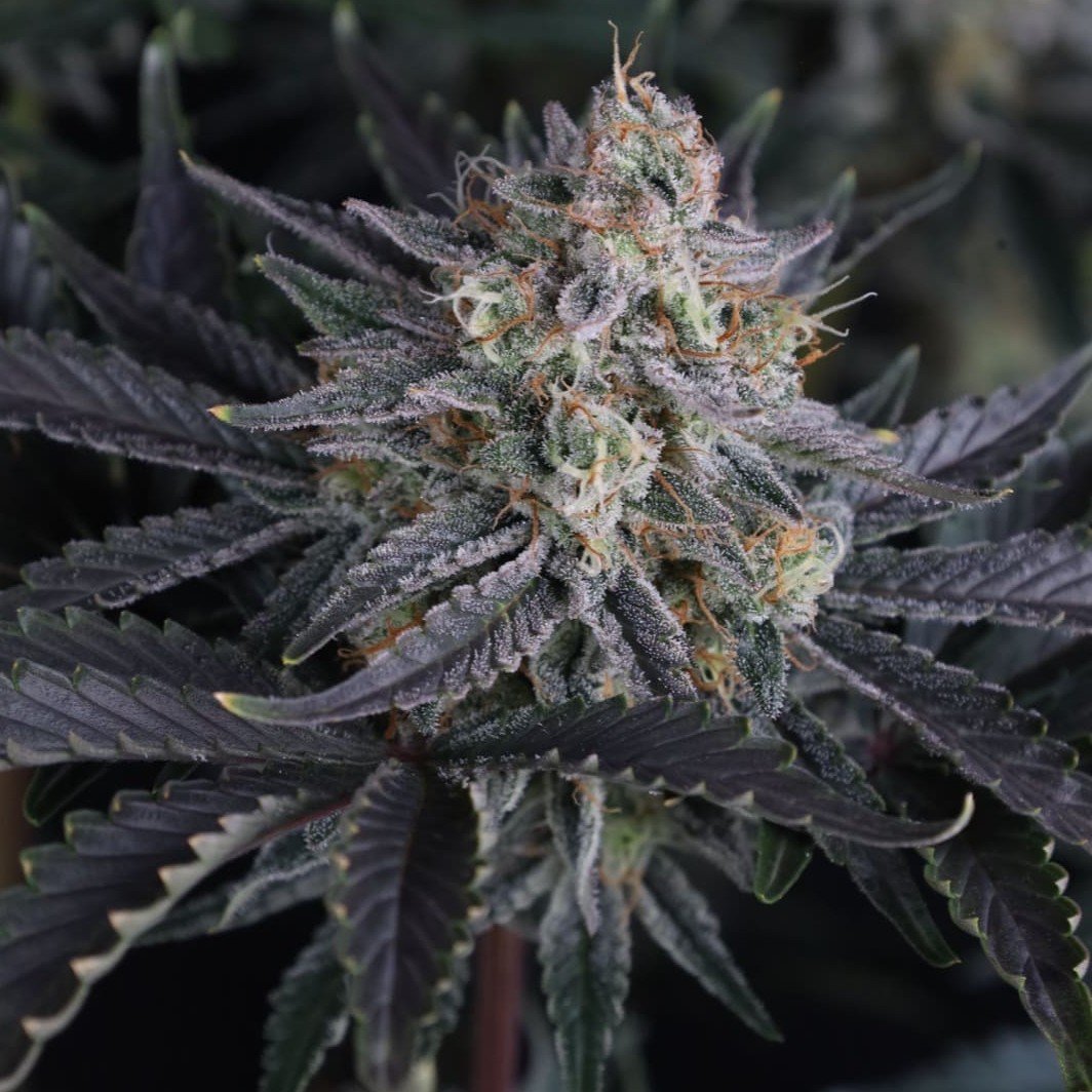Mango Frost Auto Feminizovaná