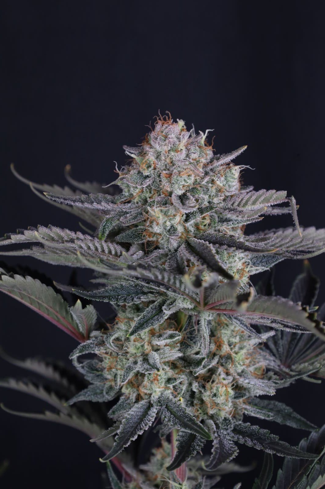 Mango Frost Auto Feminizovaná