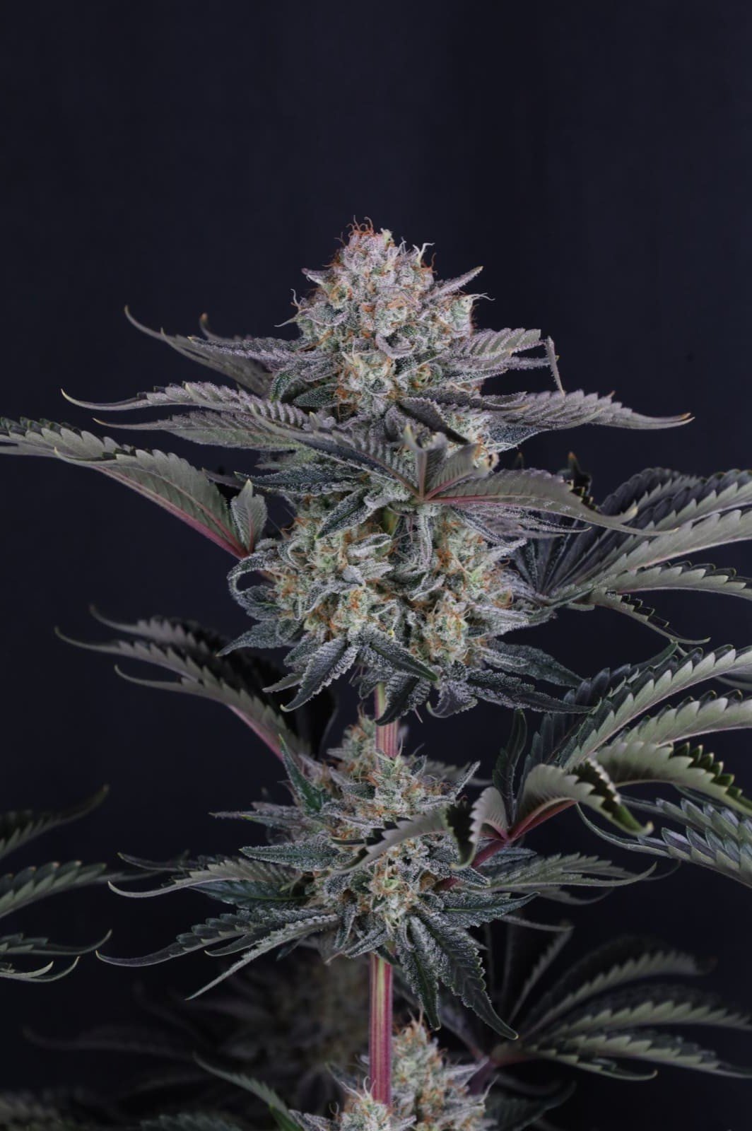 Mango Frost Auto Feminizovaná