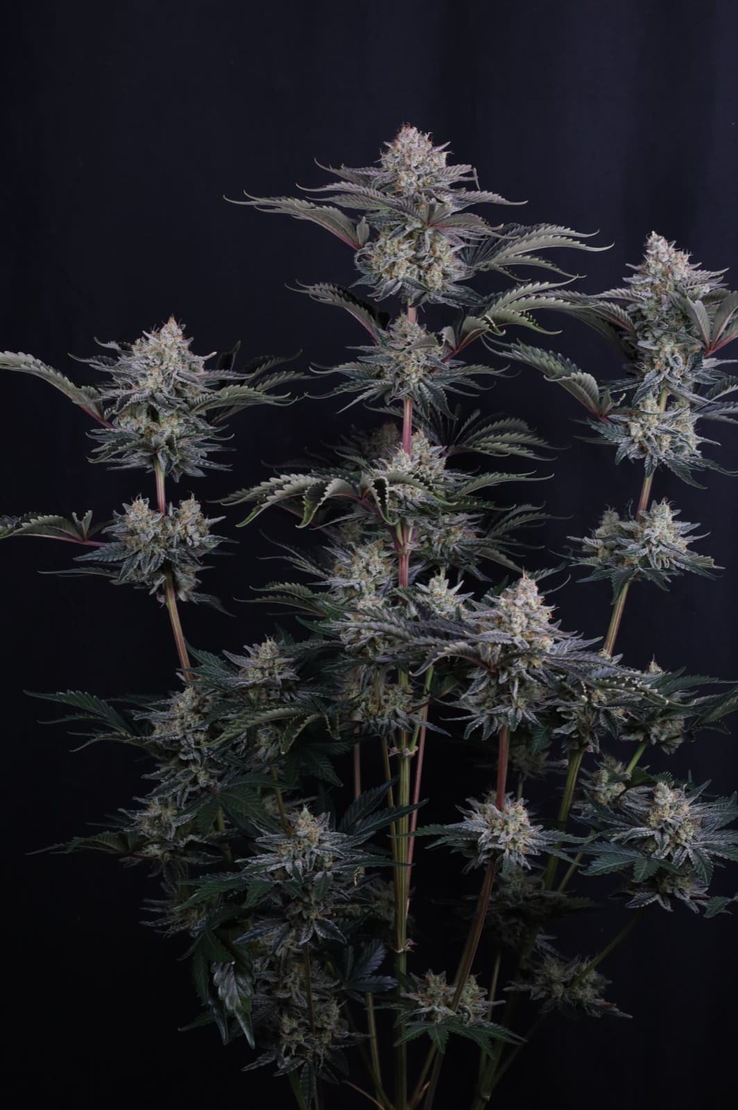 Mango Frost Auto Feminizovaná