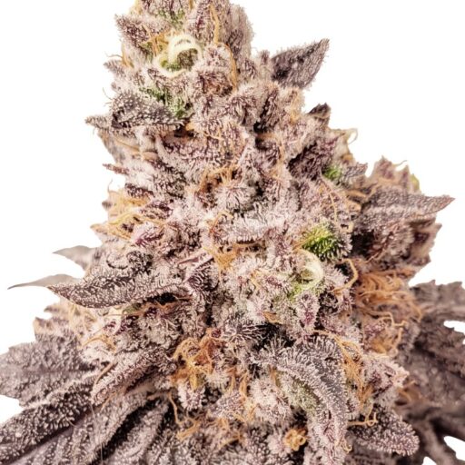 Papaya Sherbet Feminizovaná