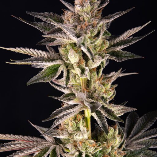 RS11 x Banana OG Feminizovaná