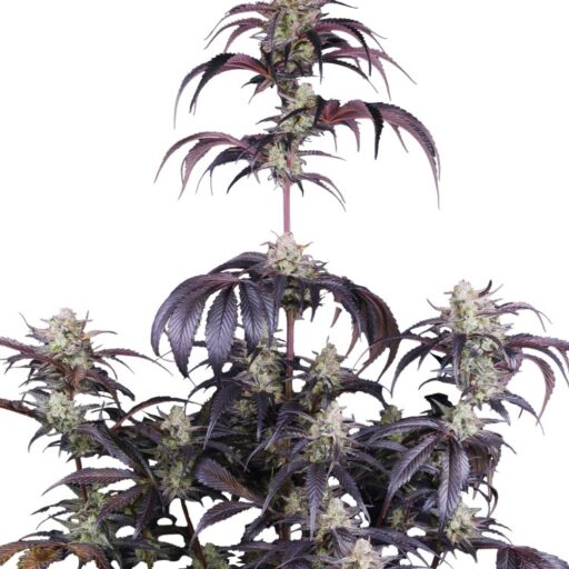Strawberry Gorilla RF3 Auto Feminizovaná