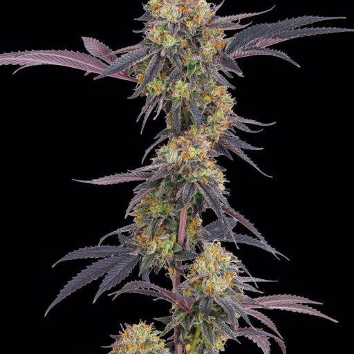 Tropicana Cherry Feminizovaná